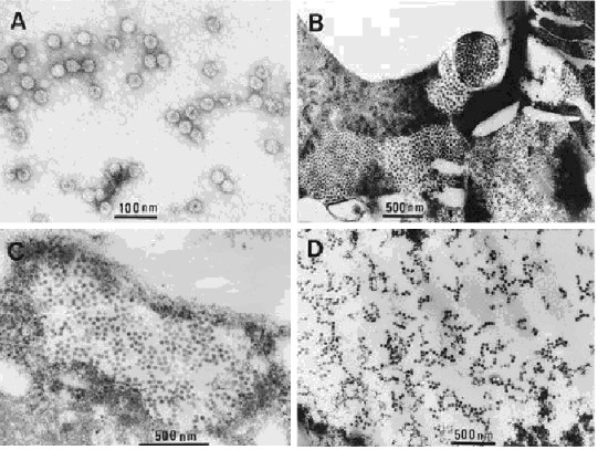 ��۹��ľҲ���2