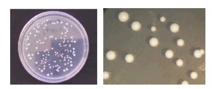 ������z�^��